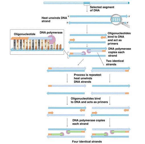 Θερμική μετουσίωση της δίκλωνης δομής του DNA σε μονόκλωνο DNA με επώαση σε υψηλή θερμοκρασία (90-95 ο C). Υβριδισμός των ολιγονουκλεοτιδικών εκκινητών στις συμπληρωματικές αλυσίδες του DNA.