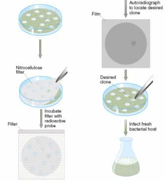 Α κύκλος σάρωσης Κατά τον α κύκλο σάρωσης, βακτηριακά κύτταρα επιμολύνονται με τον κατάλληλο αριθμό ανασυνδυασμένων βακτηριοφάγων της γονιδιωματικής βιβλιοθήκης και επιστρώνονται σε τριβλία.