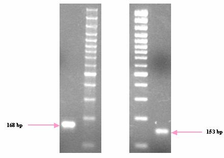 Εικόνα 35 Προϊόντα PCR που ενισχύθηκαν από τα ζεύγη εκκινητών hnf_f1-hnf_r1 (αριστερά) και hndb_f-hndb_r (δεξιά), μετά τον καθαρισμό τους.