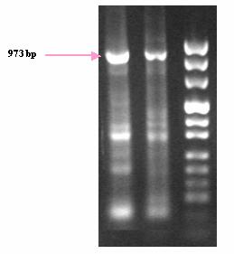 Εικόνα 36 Προϊόντα PCR με τα ζεύγη εκκινητών NF_1-NR_2 (πάνω