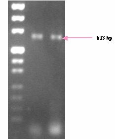 αριστερά), NF_4-NLB_R (κέντρο δεξιά), MB_F1-NLB_R (κάτω αριστερά)