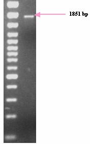 δεξιά), hnf_f2-hnf_r2 (κέντρο αριστερά), NF_4-NLB_R