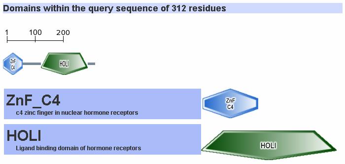 Επιπλέον, με τη βοήθεια του προγράμματος Colorseq βρέθηκε η ακολουθία CDGCKG που εντοπίζεται στην περιοχή σύνδεσης στο DNA και είναι ένα μοναδικό χαρακτηριστικό του ΗΝF-4 σε σχέση με τα υπόλοιπα μέλη