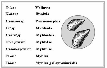 ΕΙΣΑΓΩΓΗ Mytilus galloprovincialis Το Mytilus galloprovincialis είναι ένας θαλάσσιος βενθικός οργανισμός που αναπτύσσεται πάνω σε στερεά υποστρώματα.
