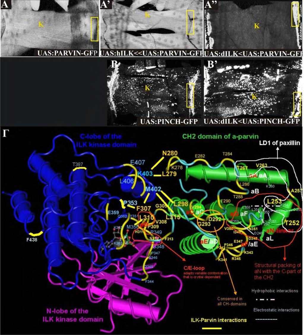 Δηθόλα 6: Σαπηόρξνλε ππεξ-έθθξαζε hilk θαη PARVIN-GFP ζε κπτθά θύηηαξα ηξίηνπ πξνλπκθηθνύ ζηαδίνπ, ππό ηνλ έιεγρν ηνπ mef2gal4.