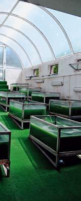 Sfaturi fitoterapeutice 12 - continuare din pagina 7 - Recomandări generale Tratamentul cu biomasă de Spirulina Platensis capsule sau comprimate este recomandat în toate afecţiunile care necesită o