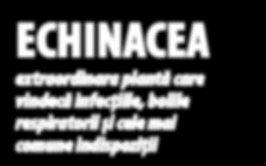 Sunt cunoscute multe specii de Echinacea, însă doar 3 dintre ele au utilizări terapeutice: Echinacea angustifolia, cu frunze înguste; este prezentă în păduri, pe pajişti, terenuri stâncoase dar e