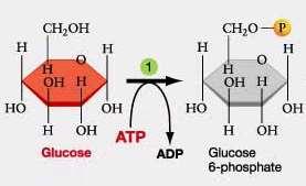 1. fosforilacija glukoze Aktivacija molekule glukoze, produkt,