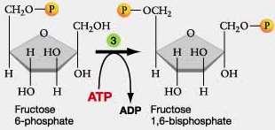 fosfo-gluko-izomeraza Je reverzibilna reakcija izomerizacije