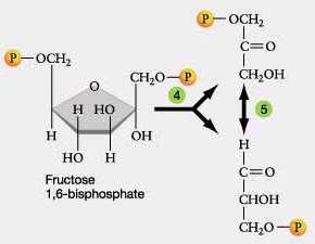4.aldolaza RAZCEP FRUKTOZA 1,6-BIFOSFATA Aldolaza razcepi 6C ogrodje v dva 3C ogrodja.