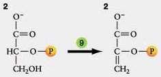 prenosa fosforilne skupine iz C3 na C2, 9.