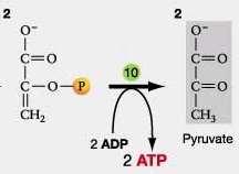 10. piruvat kinaza TVORBA PIRUVATA Je ponovno reakcija fosforilacije na nivoju substrata.