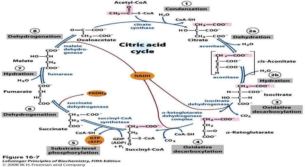 Citratni cikel je 8 stopenjski sklop reakcij v