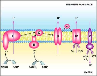 Shematični prikaz dihalne verige 1.Reducirana koencima NADH in FADH2 se oksidirata tako da oddajo elektrone v elektronsko prenašalno verigo, končni prejemnik kisik, ki se reducira do vode. 2.