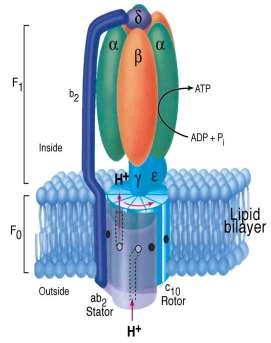 Oksidativna fosforilacija ADP z anorganskim fosfatom v ATP, Protein ATP-sintaza je zgrajen iz dveh podenot.