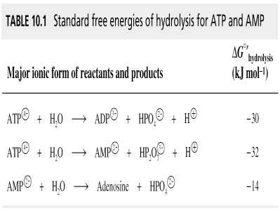 ATP- Adenozin trifosfat: posrednik energije v celicah ATP je nukleotid sestavljen: baze adenina, skadkorja riboze in treh fosfatnih skupin -energijsko bogata molekula zaradi anhidridne vezi (O-P) med