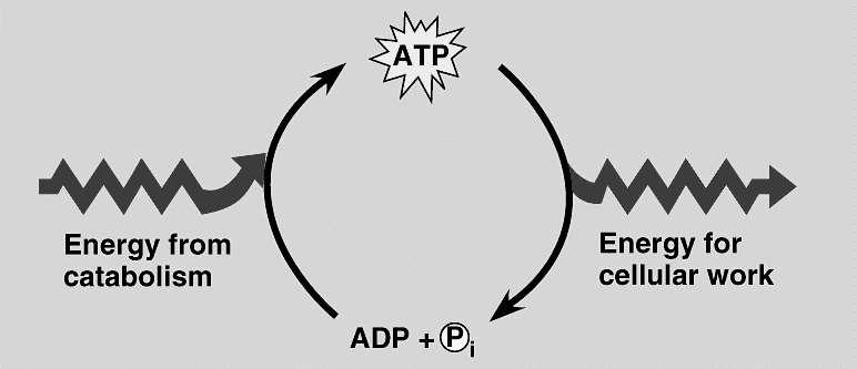 ATP/ADP ciklus oksidacija goriv gibanje, aktivni prenos,biosinteze ATP je obnovljiv vir energije: -v telesu imamo 100g ATP - v 24