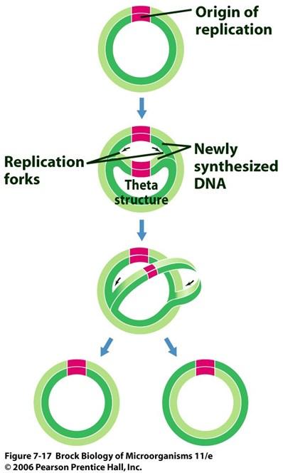 Početak replikacije oric (origin of replication) Replikacija bidirekciona formiraju se 2 replikativne viljuške Bakterijski hromozom tokom replikacije izgleda kao slovo teta (θ), zato je teta