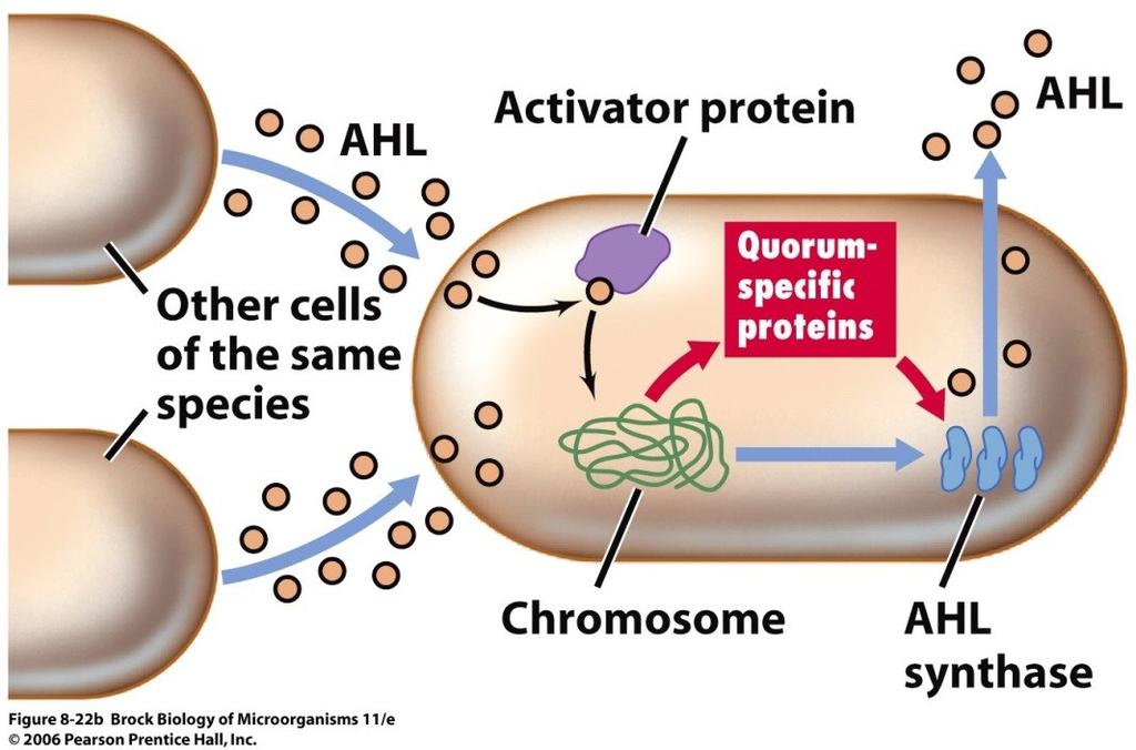 Quorum sensing mehanizam Mehanizam detekcije brojnosti ćelija u populaciji Quorum sensing - detekcija kvoruma dovoljnog broja ćelija u populaciji Ćelije sintetišu signalni molekul autoinducer (npr.