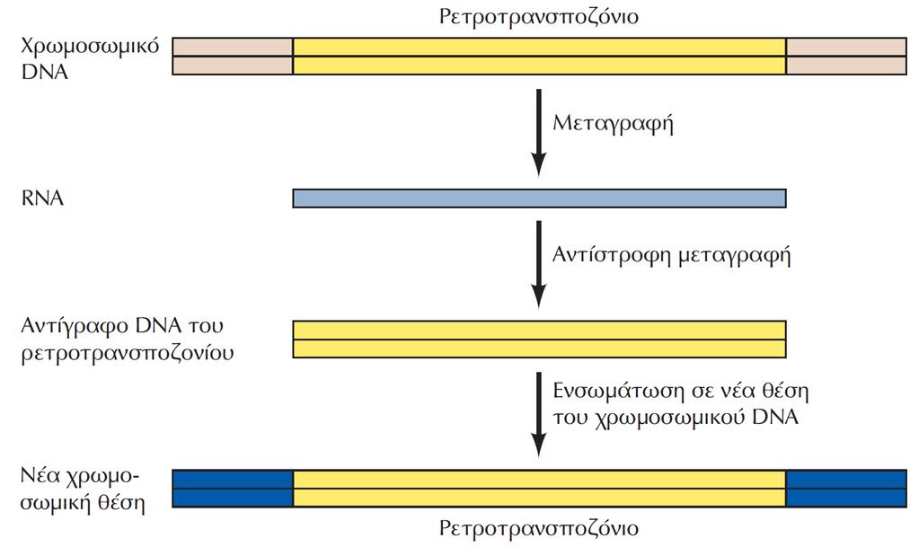 ΕΙΚΟΝΑ 5.8 Μετάθεση ρετροτρανσποζονίων.