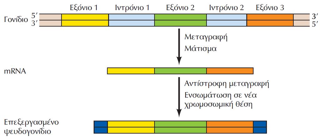 ΕΙΚΟΝΑ 5.10 Σχηματισμός ενός επεξεργασμένου ψευδογονιδίου. Η μεταγραφή και το μάτισμα ενός γονιδίου αποδίδει ένα μόριο mrna από το οποίο έχουν απομακρυνθεί τα ιντρόνια.