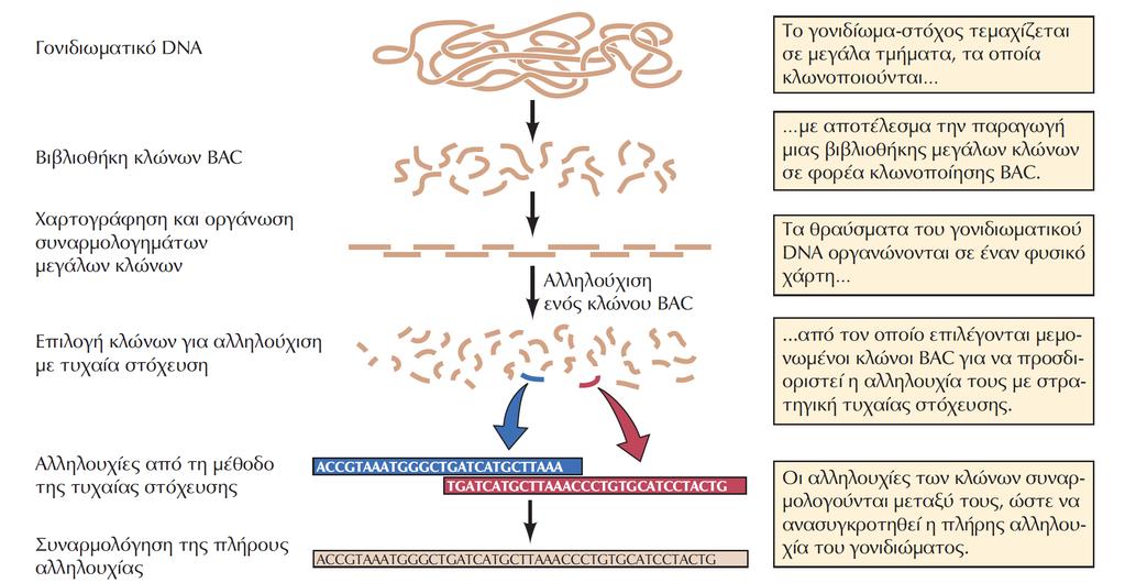 συναρμολογήματα (contigs, continuous genome