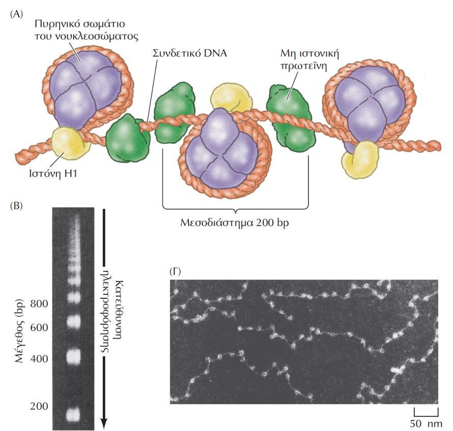 ΕΙΚΟΝΑ 5.11 Η οργάνωση της χρωματίνης σε νουκλεοσώματα. (Α) Το DNA τυλίγεται γύρω από ιστόνες σε πυρηνικά σωμάτια νουκλεοσώματος και σφραγίζεται από την ιστόνη H1.