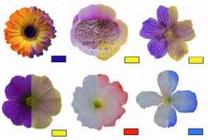 Detection and Learning of Floral Electric Fields