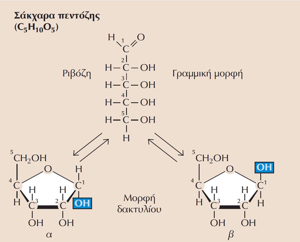 άτομα άνθρακα (τριόζη, πεντόζη και εξόζη αντίστοιχα).