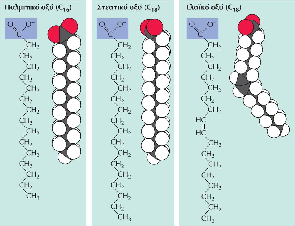 ΕΙΚΟΝΑ 2.5 Δομή λιπαρών οξέων. Τα λιπαρά οξέα αποτελούνται από μακριές υδρογονανθρακικές αλυσίδες οι οποίες καταλήγουν σε μια καρβοξυλική ομάδα (COO ).
