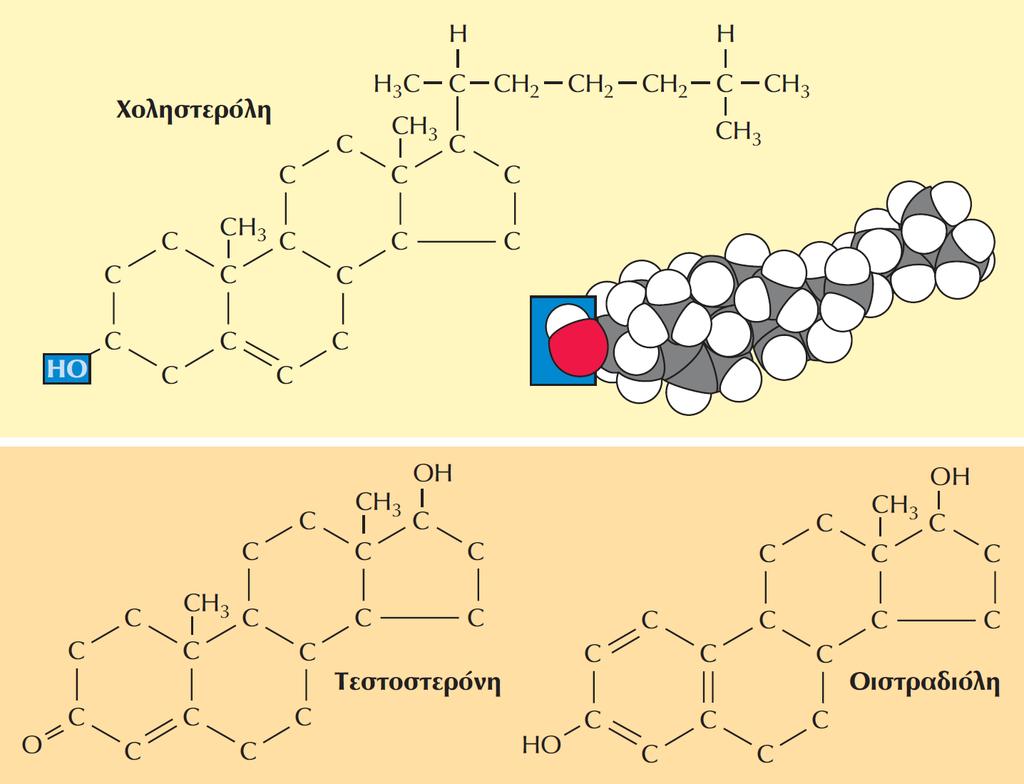 ΕΙΚΟΝΑ 2.9 Χοληστερόλη και στεροειδείς ορμόνες. Η χοληστερόλη, ένα σημαντικό συστατικό των κυτταρικών μεμβρανών, είναι αμφιπαθές μόριο λόγω της πολικής υδροξυλικής του ομάδας.