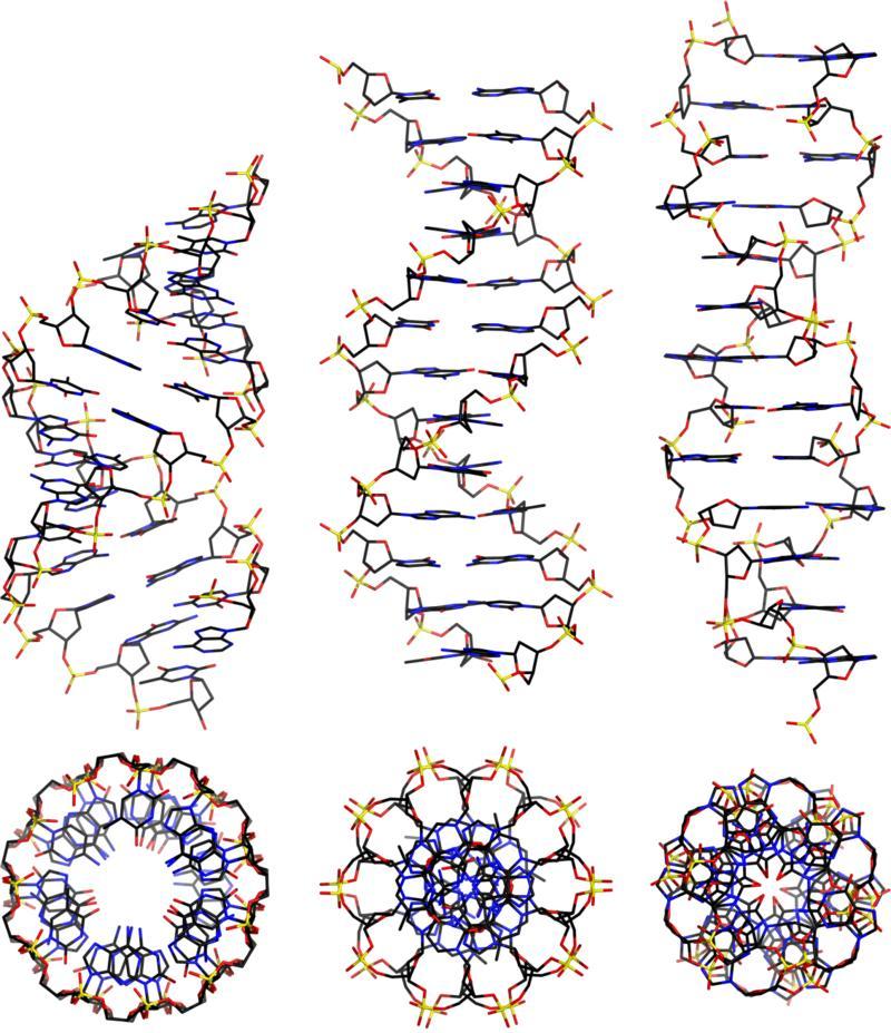 Κρυσταλλικές δομές A B και Ζ DNA https://en.wikipedia.