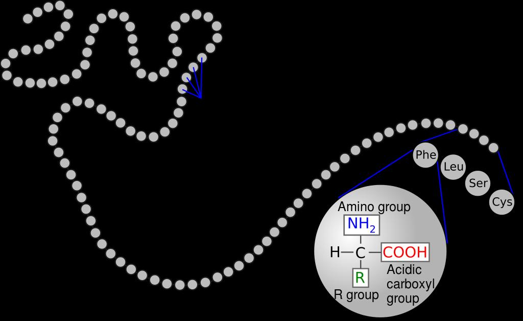 Ν https://upload.wikimedia.org/wikipedia/commons/thumb/ 3/38/Protein_primary_structure.svg/