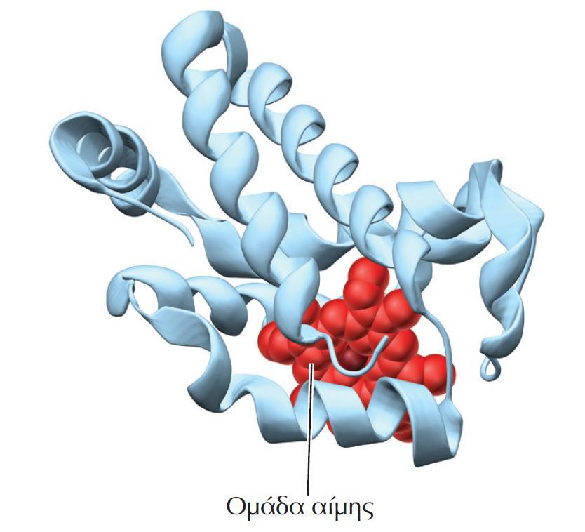 ΕΙΚΟΝΑ 2.18 Τρισδιάστατη δομή μυοσφαιρίνης.