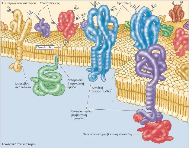 ΕΙΚΟΝΑ 2.25 Μοντέλο ρευστού μωσαϊκού μεμβρανικής δομής. Οι βιολογικές μεμβράνες αποτελούνται από πρωτεΐνες που βρίσκονται στο εσωτερικό μιας λιπιδικής διπλοστιβάδας.