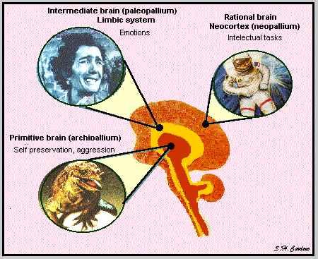 Εγκέφαλος του ανθρώπου Προϊόν της