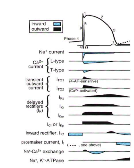 Early drug development: assessment of proarrhythmic risk and cardiovascular safety The age of