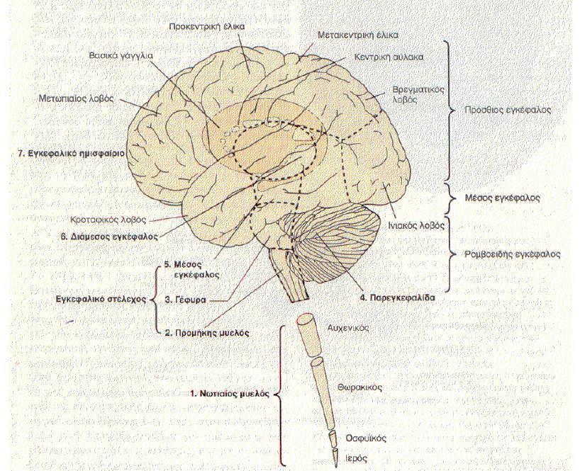 Μορφολογικά, με εκκίνηση τον νωτιαίο μυελό στο ύψος του ινιακού τμήματος και συνεχίζοντας προς τα πάνω, ο εγκέφαλος αποτελείται από τον έσχατο, τον οπίσθιο ή ρομβοειδή, τον μέσο, τον διάμεσο ή