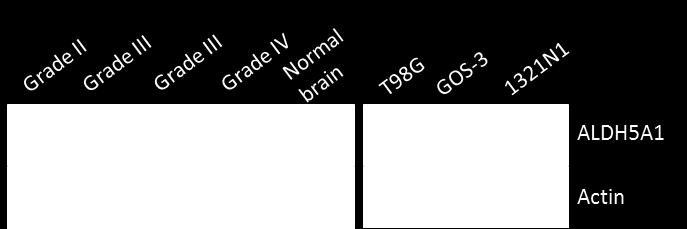 Η έκφραση της ALDH5A1 στις κυτταρικές σειρές Τ98G, GOS-3 και 1321Ν1 ήταν μειωμένη σε σχέση με τα δείγματα των ασθενών και τον φυσιολογικό εγκέφαλο.