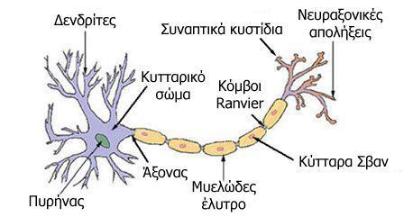 ΕΙΣΑΓΩΓΗ 1. ΣΤΟΙΧΕΙΑ ΑΝΑΤΟΜΙΑΣ 1.1 Κύτταρα Νευρικού Συστήματος Ο νευρικός ιστός αποτελείται από νευρώνες και νευρογλοιακά κύτταρα.