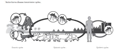 Έκημμα-θμνείξ Insect vectors μμιοζμαηηθώκ of