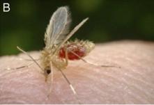 4 εθ Θεσζμακίαζε ζθκίπεξ Leishmania 12 εθ NA