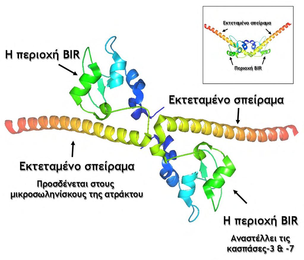 1.3 Η σαρβιβίνη ως αντιγόνο των όγκων Το γονίδιο της σαρβιβίνης έχει μέγεθος 14,7 kb και εντοπίζεται στην περιοχή q25 του χρωμοσώματος 17.