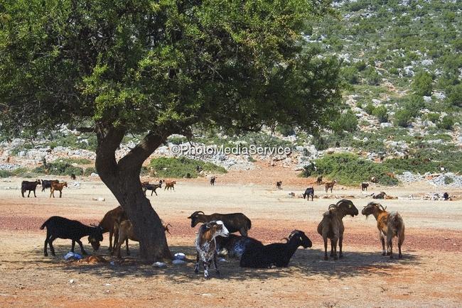 ΚΑΘΕΣΤΩΣ ΧΡΗΣΗΣ Κοινόχρηστο σύστημα βόσκησης: Τα λιβάδια που βρίσκονται στη περιφέρεια κάθε δήμου ή κοινότητας και για τα οποία έχουν την