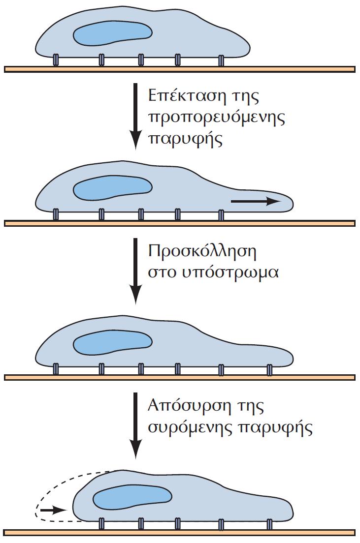 Κυτταρική μετακίνηση.