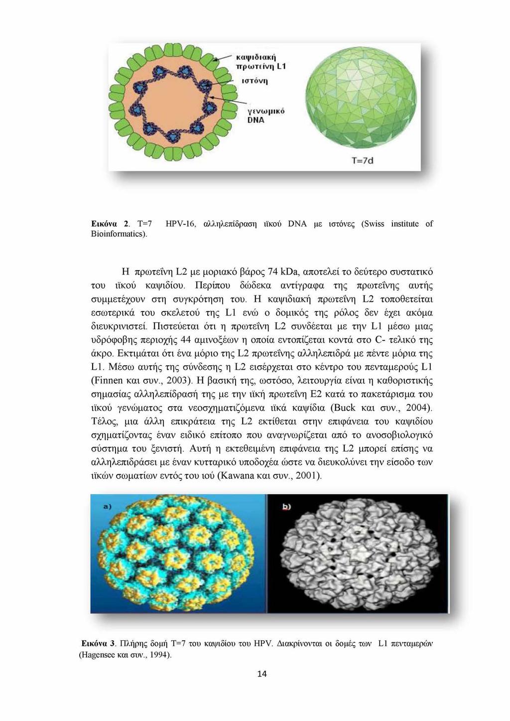 Εικόνα 2. Τ=7 Bioinformatics). HPV-16, αλληλεπίδραση ιϊκού DNA με ιστόνες (Swiss institute of Η πρωτεΐνη L2 με μοριακό βάρος 74 kda, αποτελεί το δεύτερο συστατικό του ιϊκού καψιδίου.