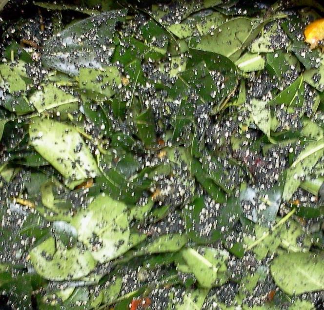 Κεφ. 6 Πειραματικό Μέρος Παράλληλα, στο μίγμα προστέθηκε νερό μέσω ψεκασμού, σε ποσότητα περίπου ίση με 1L, προκειμένου να διατηρηθούν τα επιθυμητά ποσοστά υγρασίας.