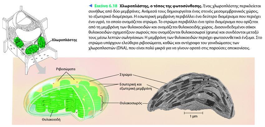 CAMPBELL REECE, ΒΙΟΛΟΓΙΑ ΤΟΜΟΣ Ι, ΠΕΚ 2010 Ανήκουν