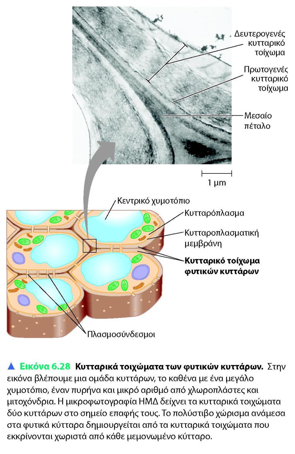 Εξωκυττάρια δομή στήριξης, διατήρηση σχήματος και αποτροπής υπερβολικής πρόσληψης νερού Από μικροινίδια κυτταρίνης με τη δράση της συνθάσης και πολυσακχαρίτες και άλλες πρωτείνες (στρώμα) Τα νεαρά