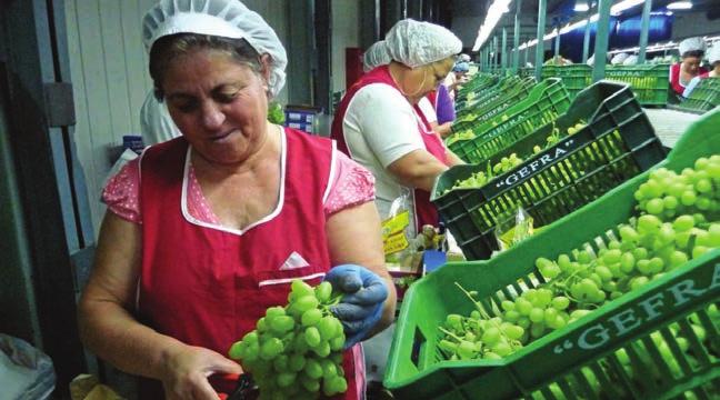 Το ποσοστό των συνολικών εξαγωγών φρούτων και λαχανικών της Ελλάδας που αναλογεί στην Γερμανία στους πρώτους οκτώ μήνες του τρέχοντος έτους διαμορφώνεται σταθερά στο 17 τοις εκατό κατά αξία και